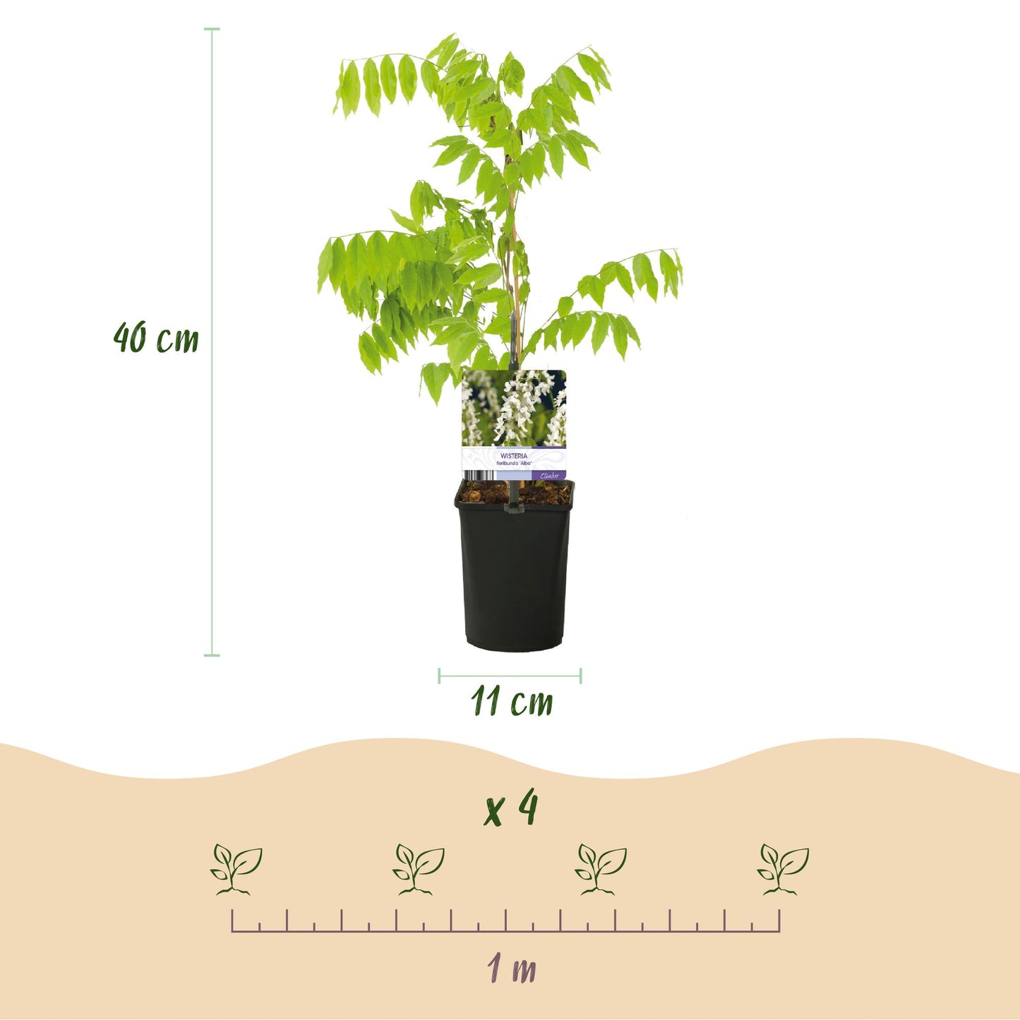 GreenboutiQ - Blauregen - Wisteria floribunda Alba - Blüte Weiß - 1 Pflanze - Topf 11cm Höhe 40cm