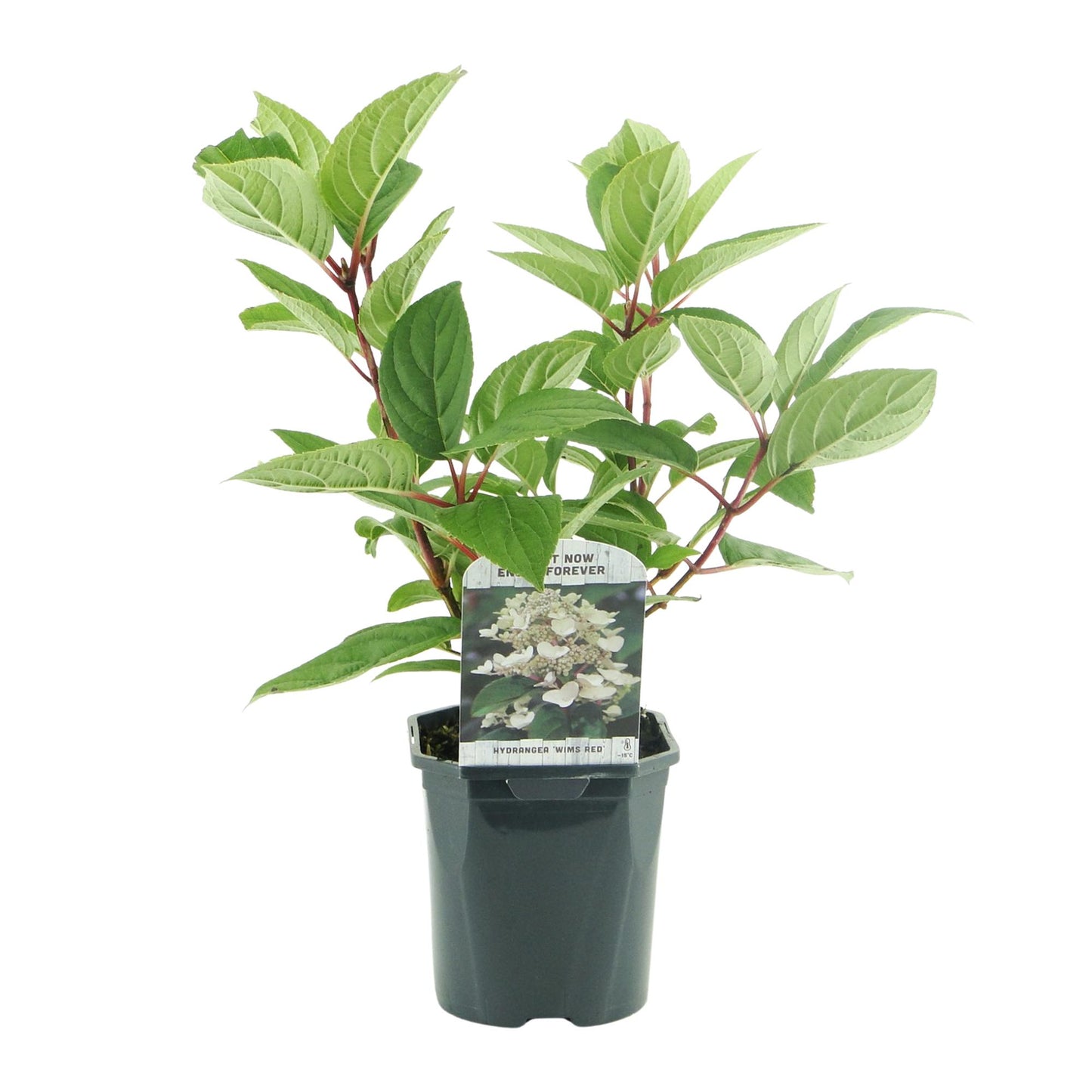 GreenboutiQ - Rispenhortensie - Hydrangea panniculata Wims Red - Blüte Weiß Rot - 3 Pflanzen - 1 m2 - Laubabwerfend - Große Blüten - Topf 17cm Höhe 50cm