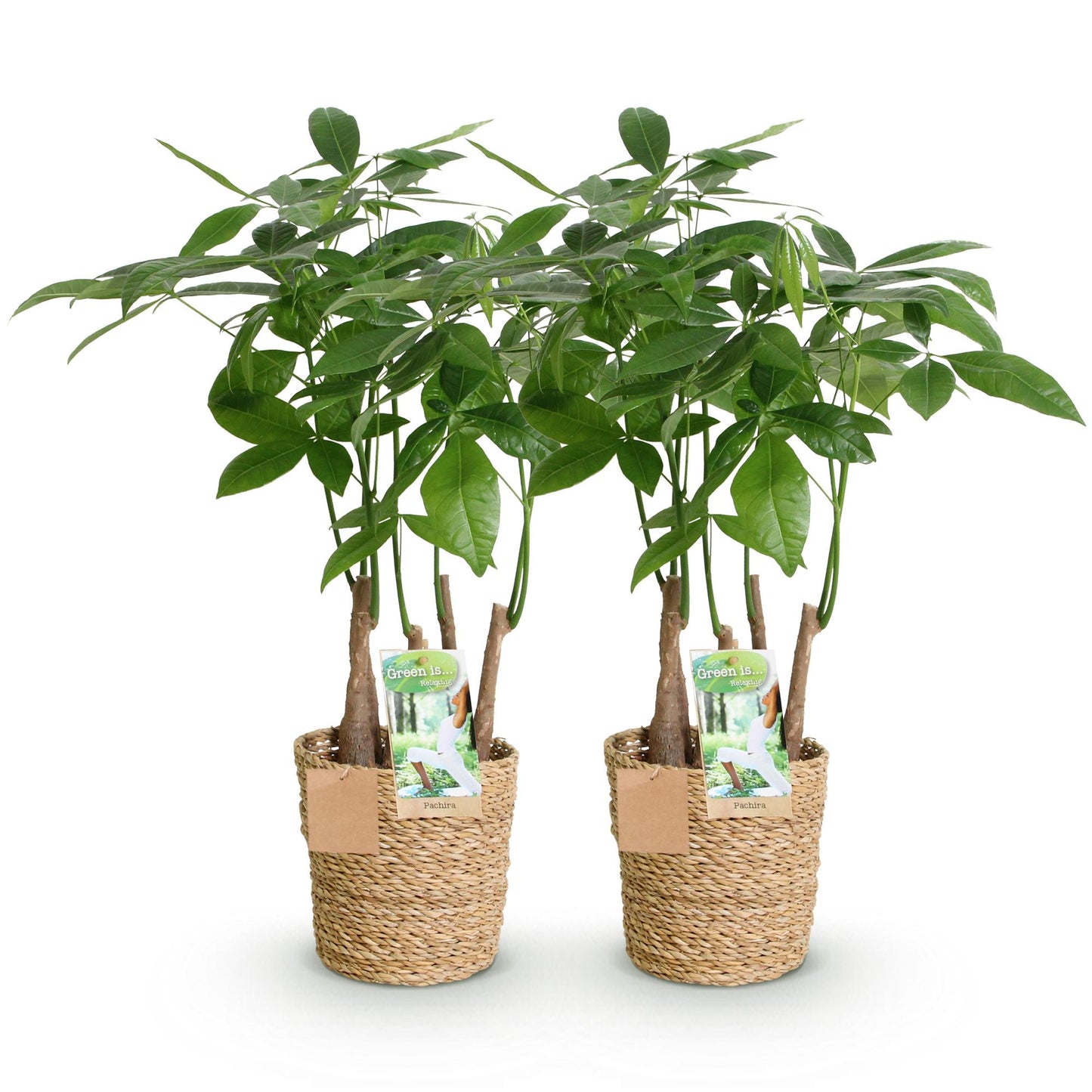 Green boutiQ - Zimmerpflanzen - Pachira Aquatica Mehrstamm - Geldbaum - Wenig Pflege - mit Korb - Grün - 2 Pflanzen - Topf 17cm - Höhe 50-55cm