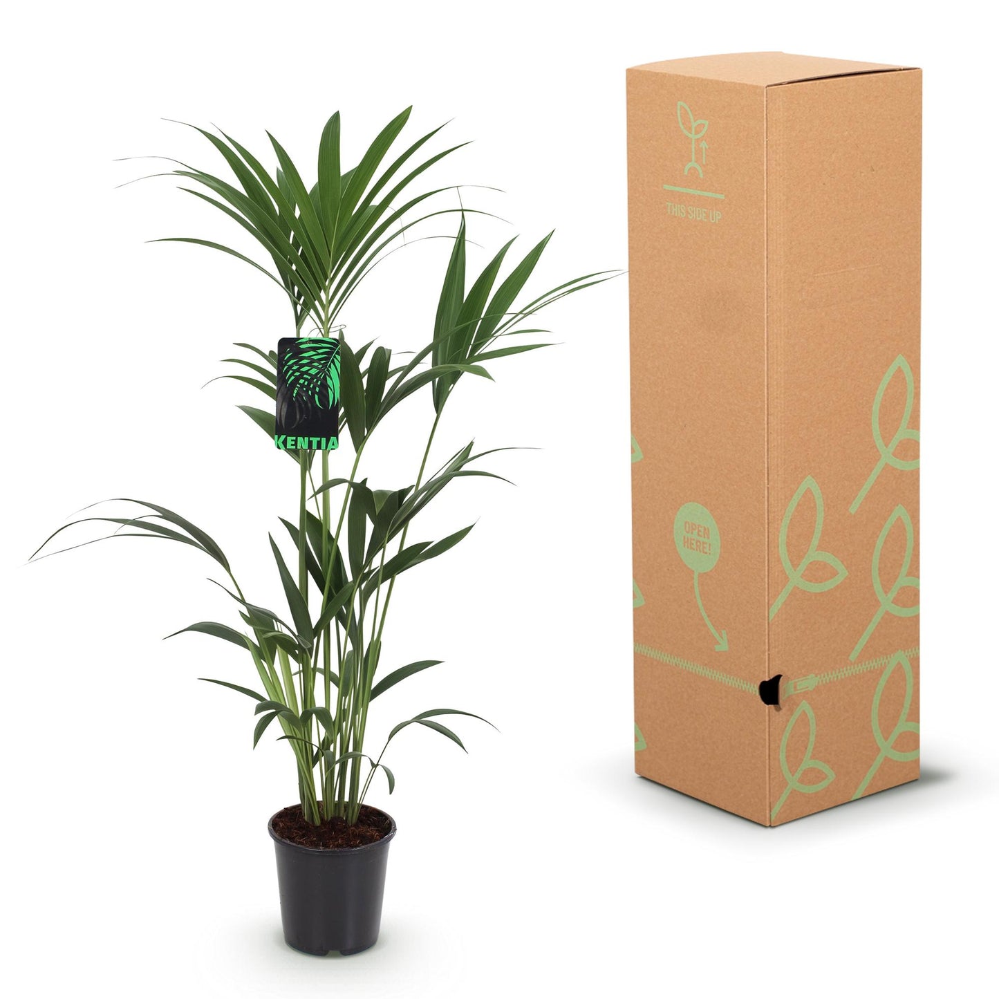Green boutiQ - Zimmerpflanze - Howea Forsteriana - Kentia-Palme - Wenig Pflege - Grün - 1 Pflanze - Topf 24cm - Höhe 140-150cm