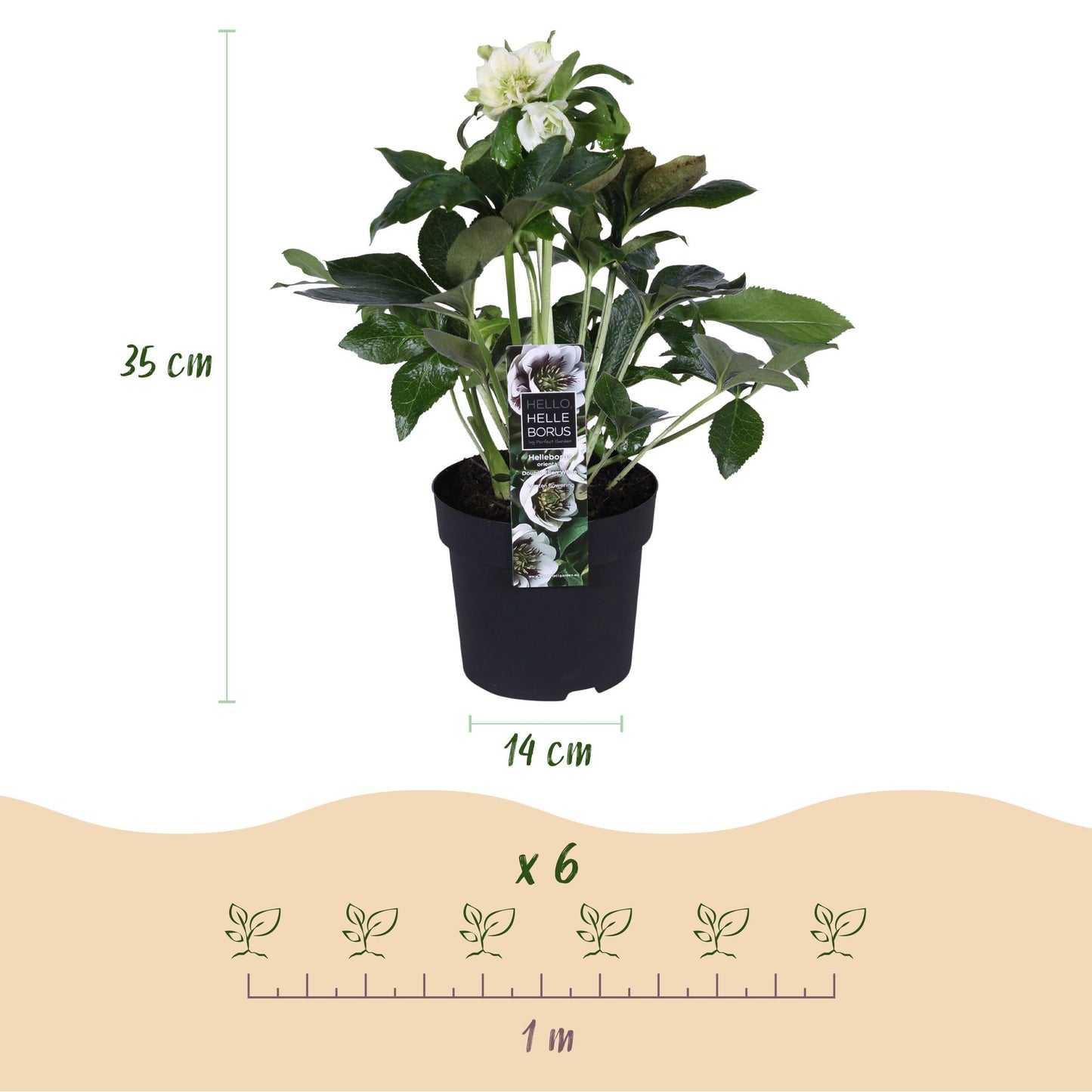 GreenboutiQ - Gartenpflanze - Lenzrose - Helleborus orientalis Double Ellen White - Weiße Blüte - 2 Pflanzen - Immergrün - Topf 14cm Höhe 35cm