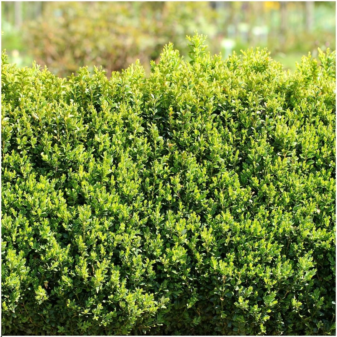 Plants by Frank - 1 meter Buxus Sempervirens haag - Buxus Sempervirens - Set van 6 winterharde haagplanten - Bladhoudende haag - Vers van de kwekerij geleverd