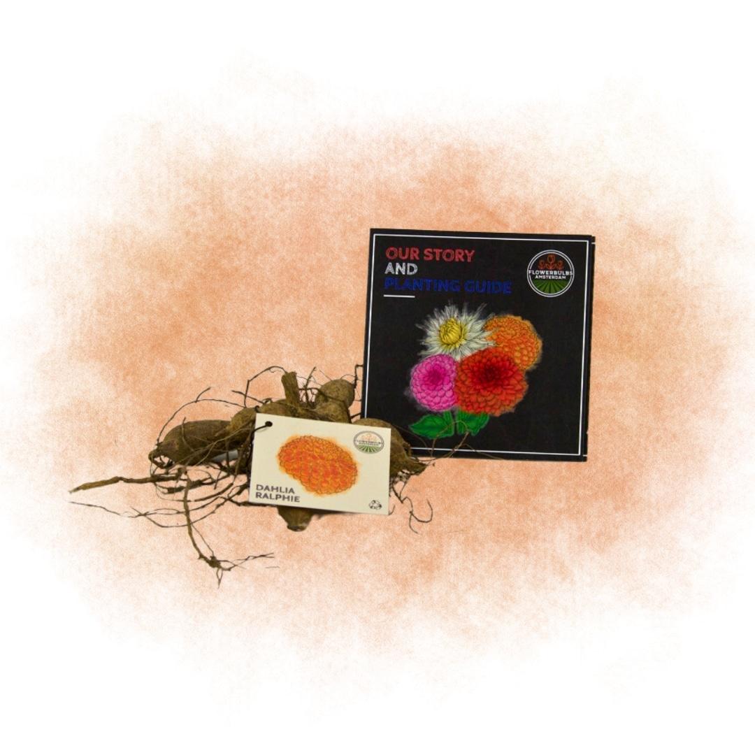 Flowerbulbs Amsterdam - Dahlie Ralphie, Glitzernde Orange Blumen