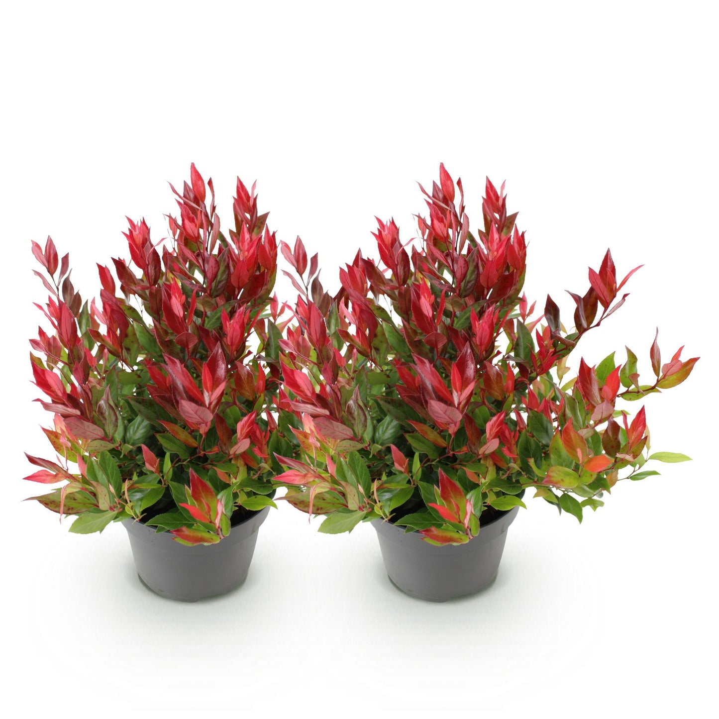 GreenboutiQ - Gartenpflanze - Leucothoe Little Flame - Rot - 2 Pflanzen - Immergrün - Pflegeleicht - Topf 17cm Höhe 45cm