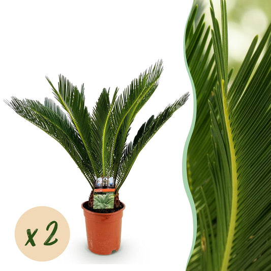 Green boutiQ - Zimmerpflanze - Cycas revoluta - Palmfarn - Wenig Pflege - Grün - 2 - Topf 17cm - Höhe 70cm