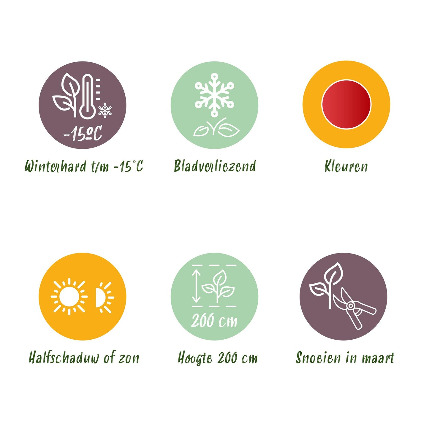 GreenboutiQ - Balkonpflanze - Japanischer Ahorn - Acer palmatum Beni Maiko - Rot - 1 Pflanze - Laubabwerfend - Topf 19cm Höhe 70cm