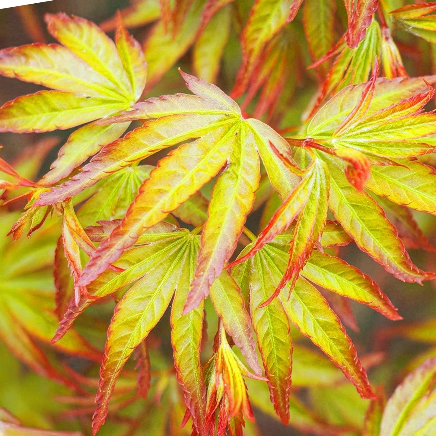 GreenboutiQ - Gartenpflanze - Acer palmatum Little Princess - Grün - 3 Pflanzen - Laubabwerfend - Wenig Pflege - Topf 12cm Höhe 35cm