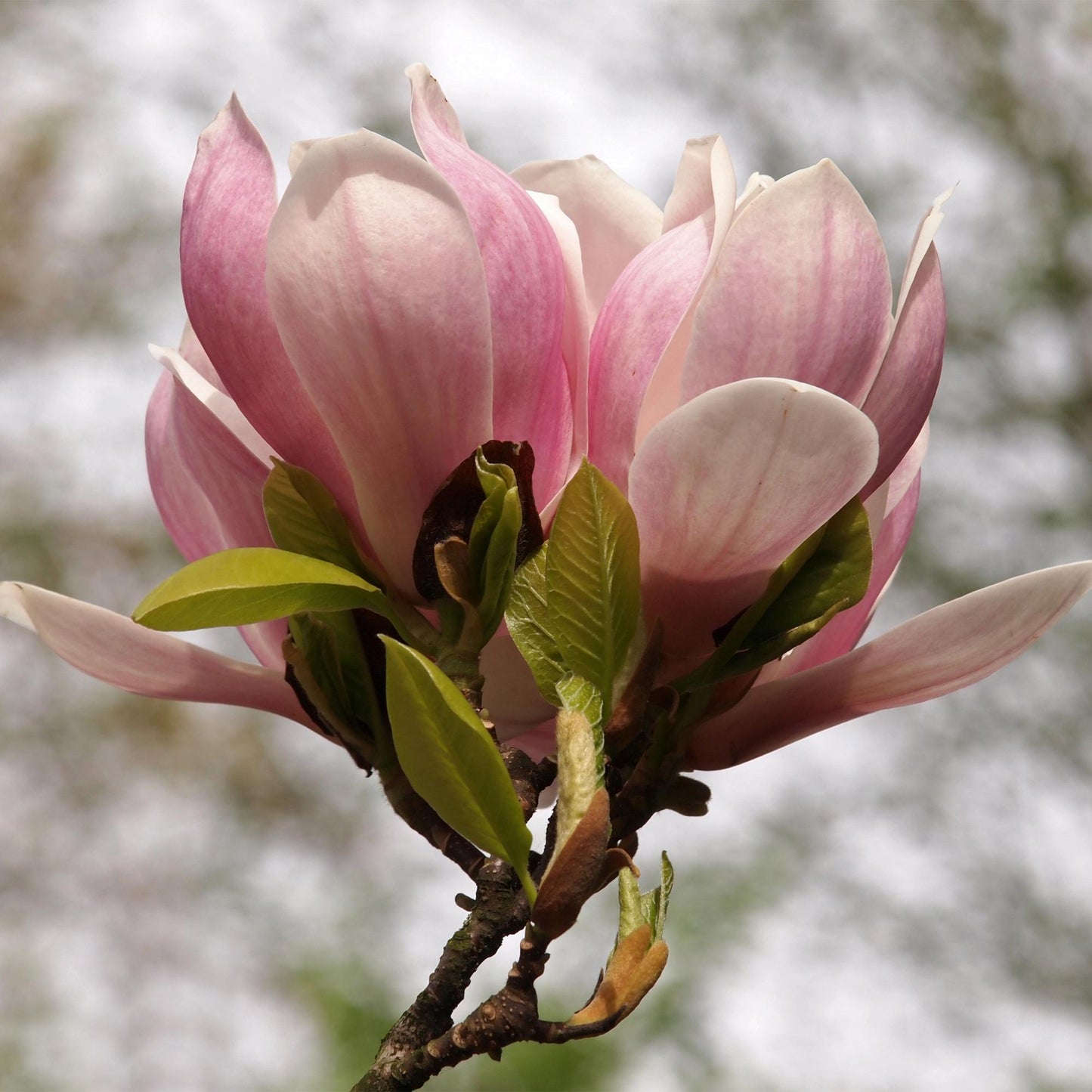 GreenboutiQ - Sträucher - Magnolia Soulangiana - Blüten Hellrosa - 1 Pflanze - Laubabwerfend - Wenig Pflege - Topf 17cm Höhe 45cm