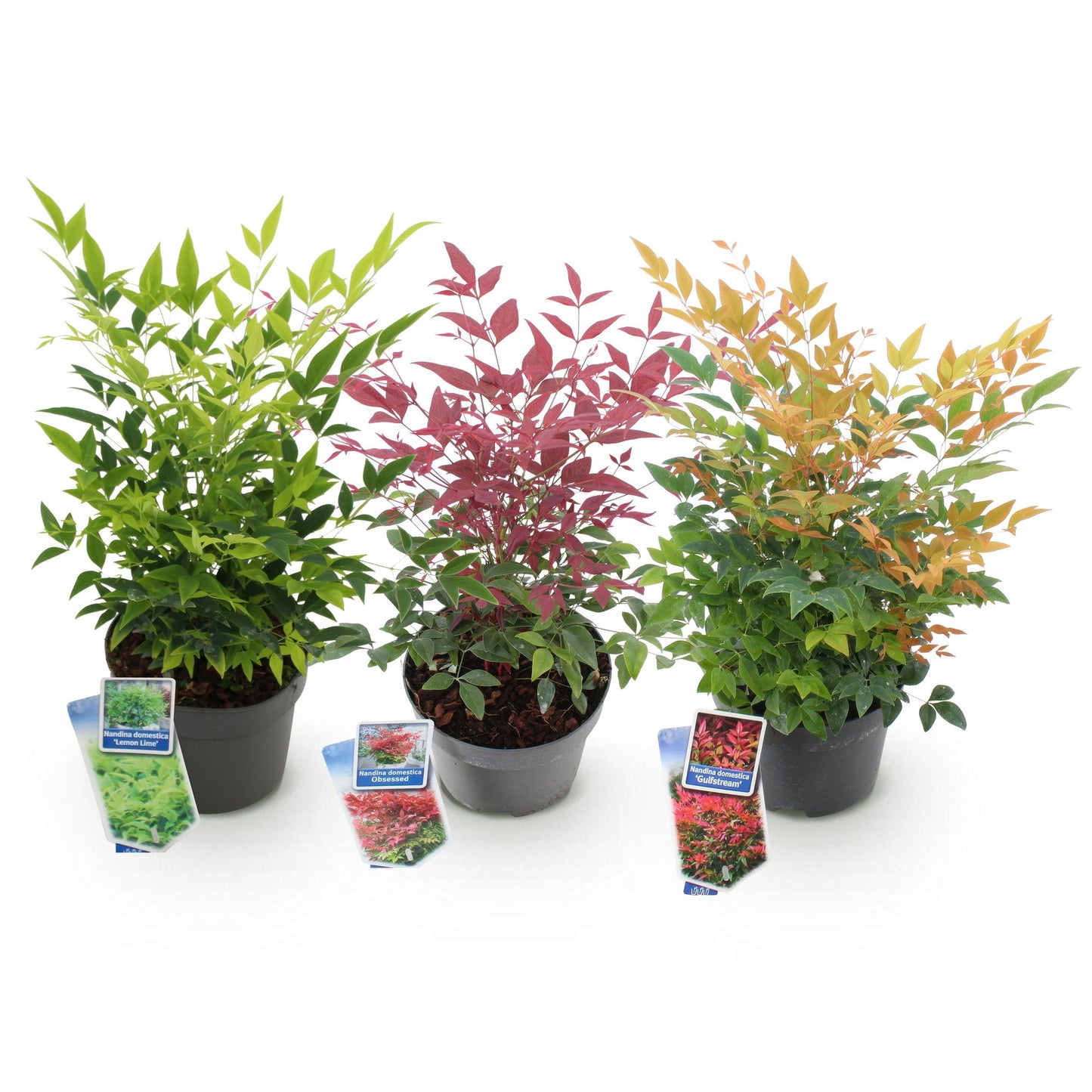 GreenboutiQ - Gartenpflanze - Nandina Tricolour - Gelb & Rot & Orange - 3 Pflanzen - Immergrün - Wenig Pflege - Topf 17cm Höhe 45cm