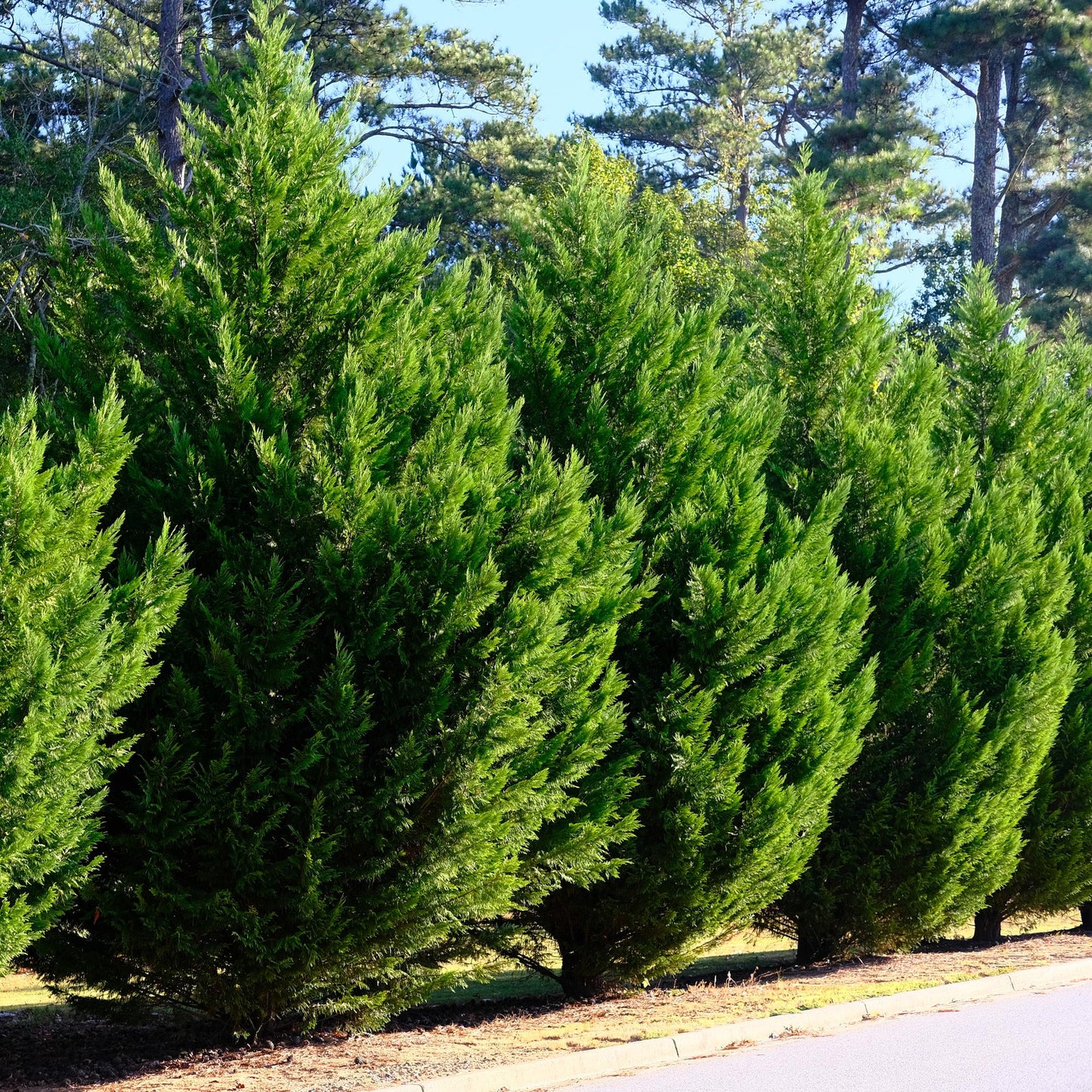 GreenboutiQ - Heckenpflanzen - Cupressocyparis leylandii - Blatt grün - 8 Pflanzen - 1 laufender Meter - immergrün - Topf 9cm Höhe 35-40cm