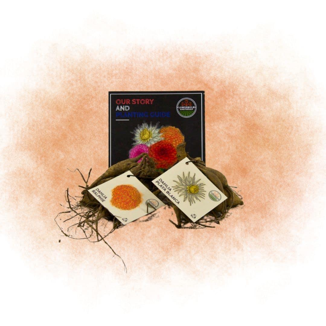 Flowerbulbs Amsterdam Dutch Dahlien Knollen Mix - 2 Stück, Mix Orange Pride dahlienknollen, Dahlien Playa Blanca & Dahlien Ralphie, Lebendige Farbpalette, inkl. Pflanzanleitung, Geschenk