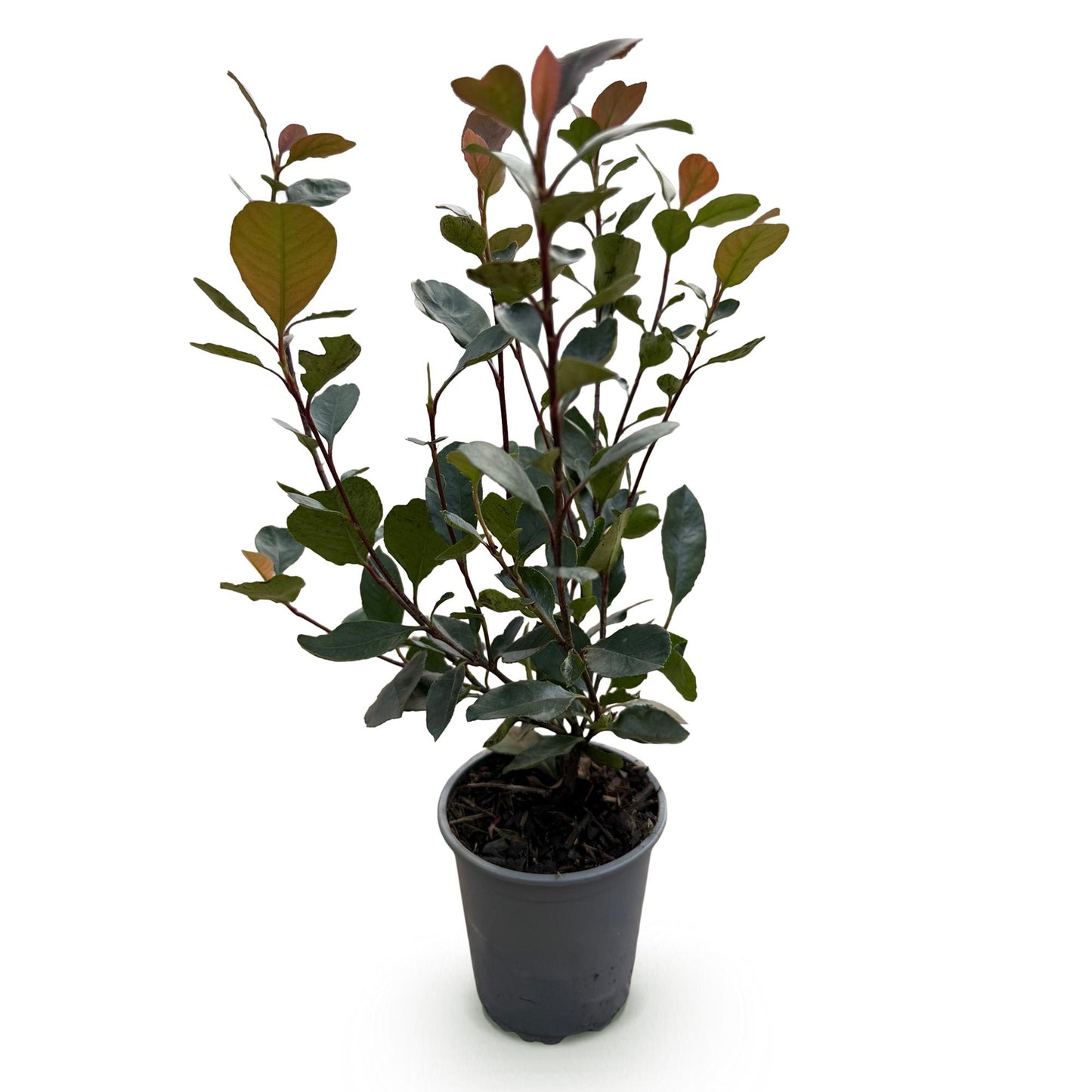 GreenboutiQ - Heckenpflanzen - Photinia Little Red Robin - Blatt Rot - 8 Pflanzen - 1 Laufmeter - Immergrün - Topf 9cm Höhe 30-35cm