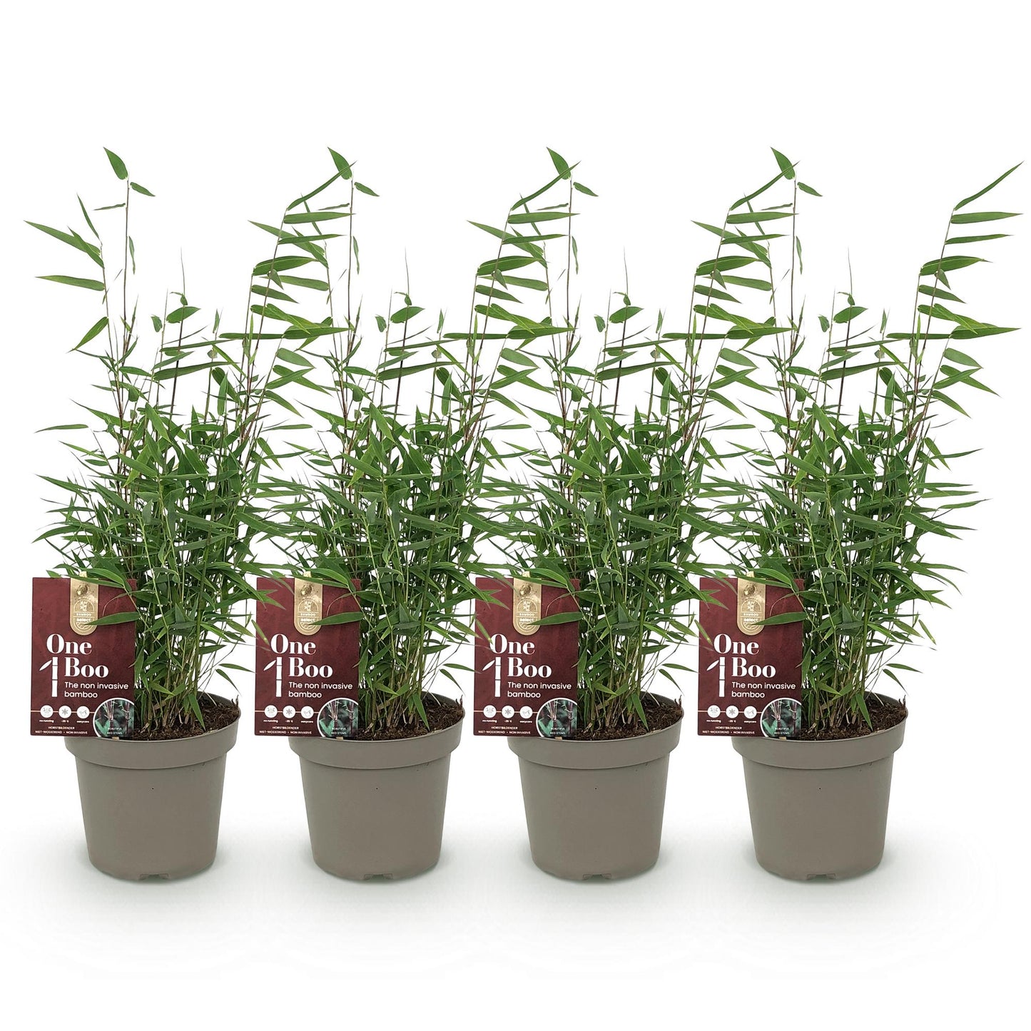 GreenboutiQ - Bambus - Fargesia Red Dragon - Grün - 4 Pflanzen - Immergrün - Nicht Ausbreitend - Topf 14cm Höhe 35cm