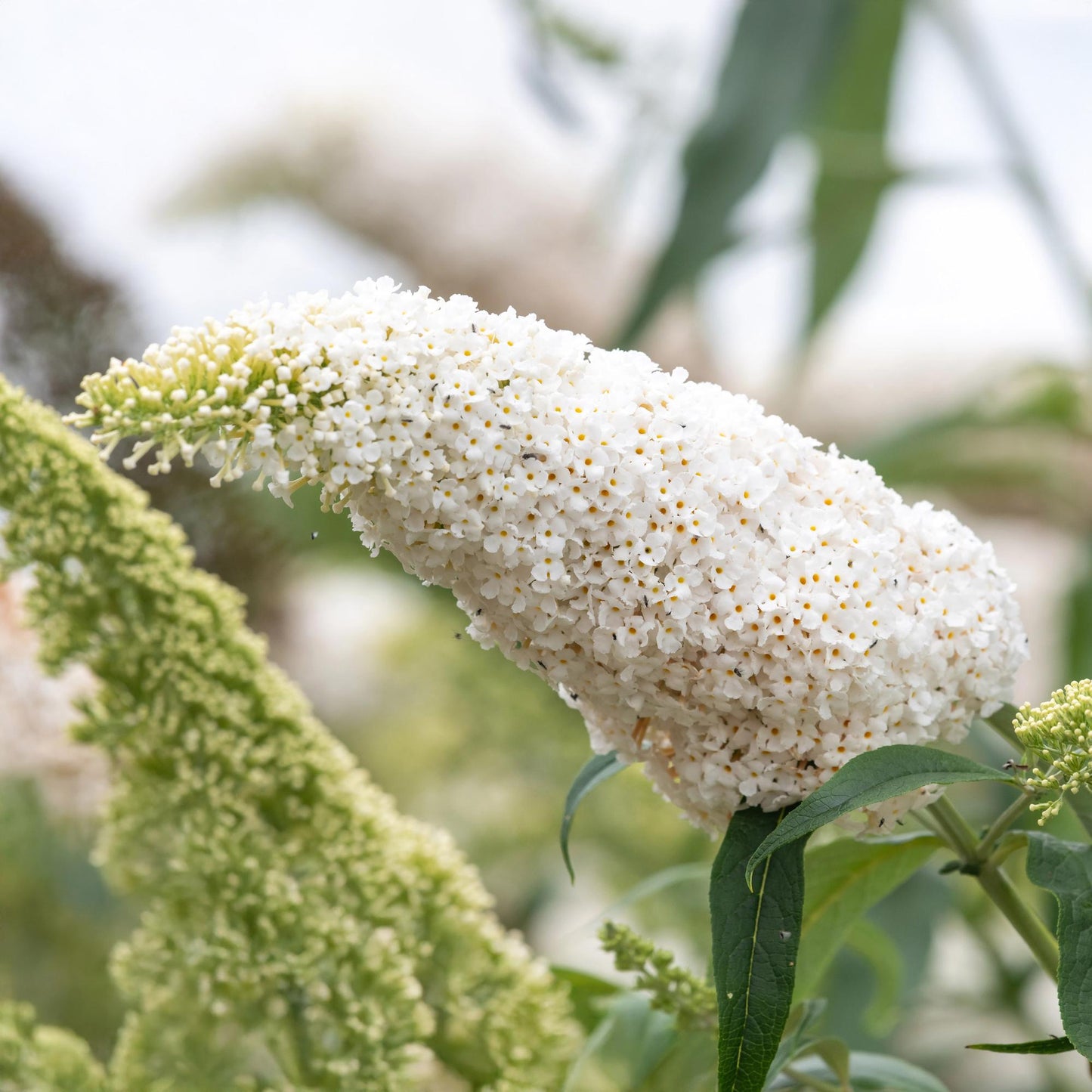 GreenboutiQ - Schmetterlingsstrauch - Buddleja davidii White Profusion - Blüte Weiß - 1 Pflanze - Laubabwerfend - Schmetterlingsanziehend - Topf 17cm Höhe 25cm