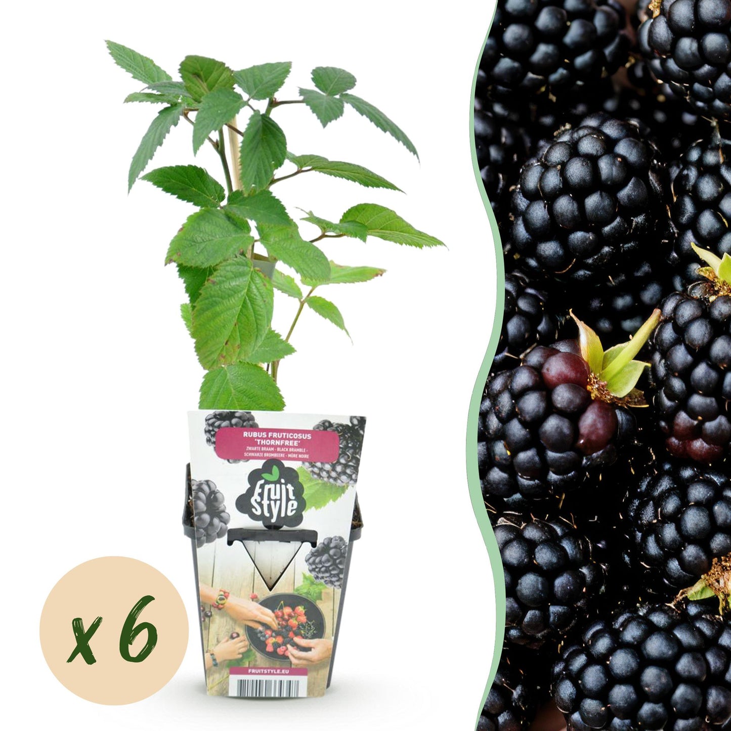 GreenboutiQ - Obstpflanzen - Dornlose Brombeere - Rubus Thornfree - Winterhart - 6 Pflanzen - Topf 9 cm - Schwarze Brombeere
