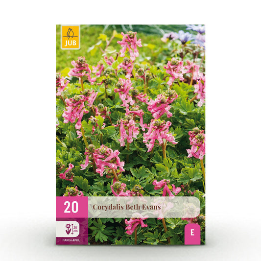 GreenboutiQ - Blumenzwiebeln - Corydalis Beth Evans - Farbe Weiß und Lila - 20 Stück - Zwiebelgröße 6/7 - XXL Pack