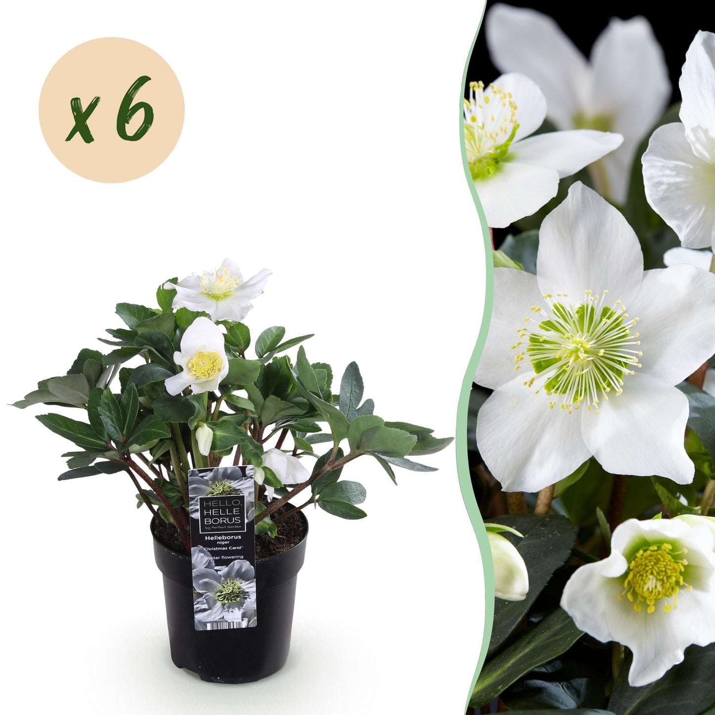 GreenboutiQ - Gartenpflanze - Weihnachtsrose - Helleborus Christmas Carol - Weiße Blüte - 6 Pflanzen - Immergrün - Topf 10,5cm Höhe 25cm