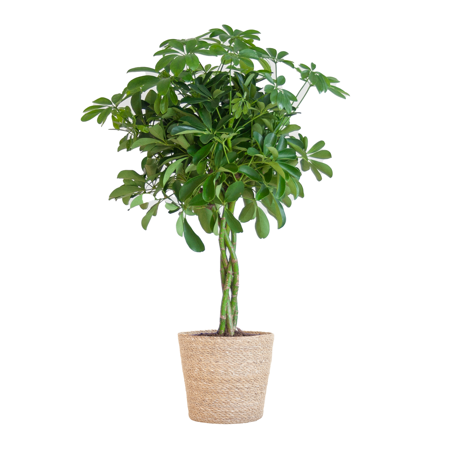Schefflera Arab Nora mit Korb Sofia natur - 70cm - Ø21