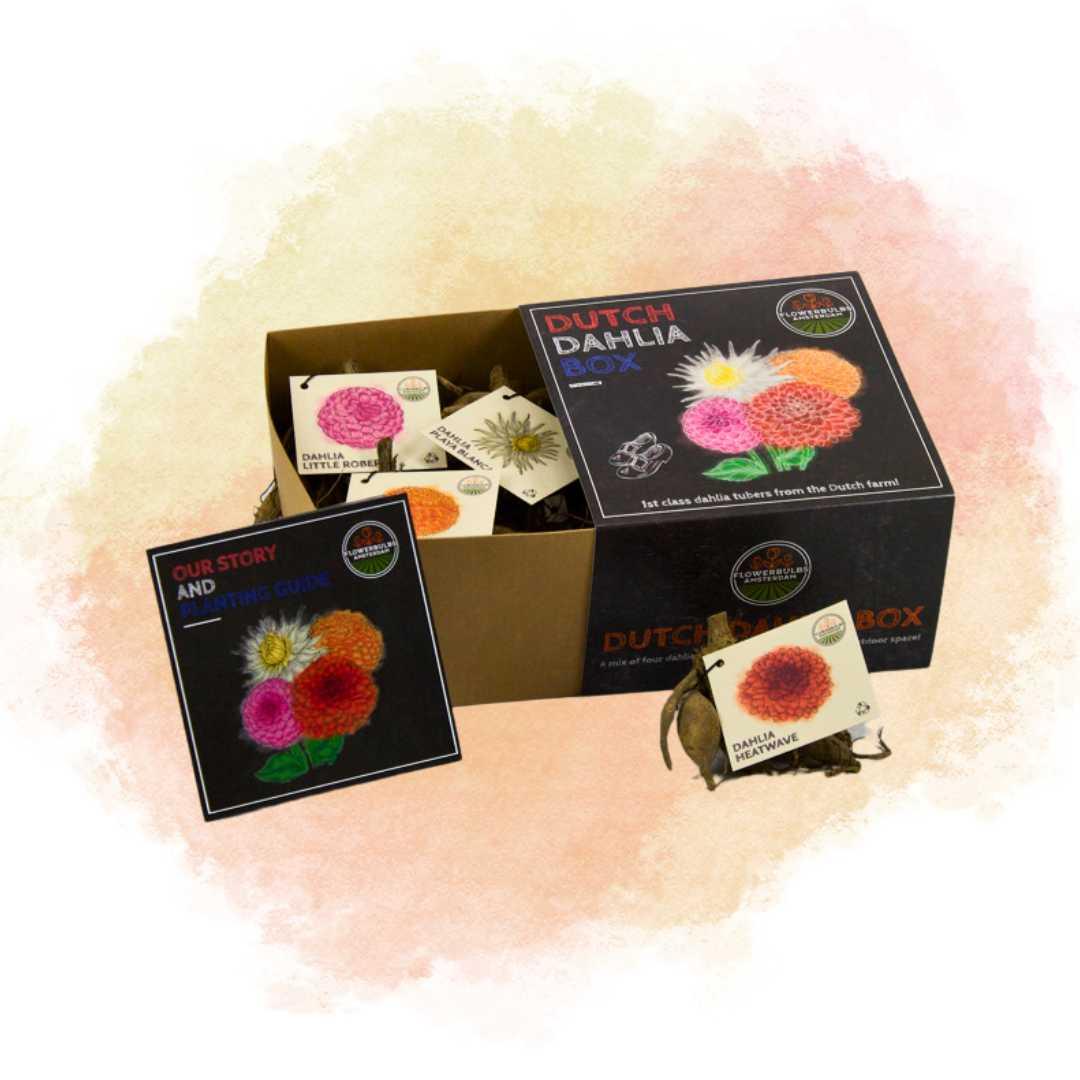 Flowerbulbs Amsterdam - Luxusbox Medium, Set aus 4 niederländischen Dahlien, 2 Boxen für über 1 m²