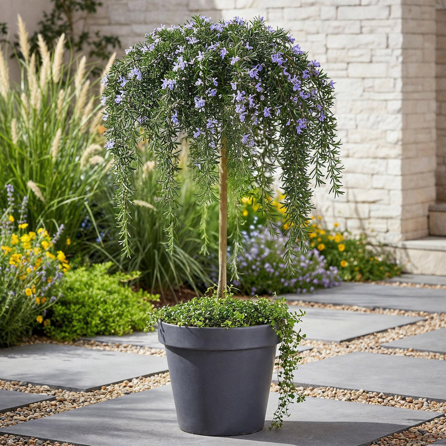 GreenboutiQ - Stamm-Pflanze - Rosmarinus officinalis Prostratus - Terrassenpflanze - Immergrün - Winterhart - Lila Blüte - Topf 19cm Höhe 90cm