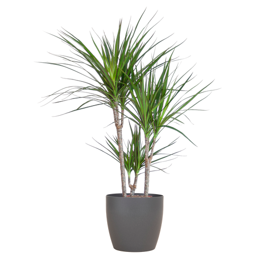 Dracaena Marginata mit Viber-Topf grau – 95 cm – Ø21