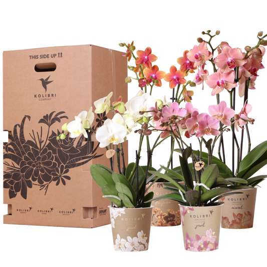 Kolibri Orchids - Überraschungsbox Mix - Pflanzen-Vorteilsbox - Überraschungsbox mit 4 verschiedenen Orchideen 12cm - Frisch vom Züchter