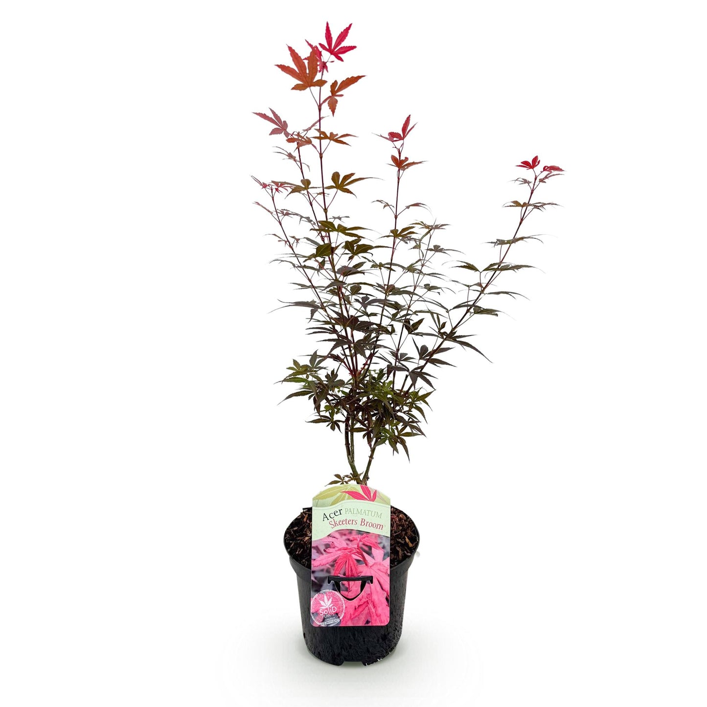 GreenboutiQ - Balkonpflanze - Japanischer Ahorn - Acer palmatum Skeeters Broom - Lila - 1 Pflanze - Laubabwerfend - Topf 19cm Höhe 70cm