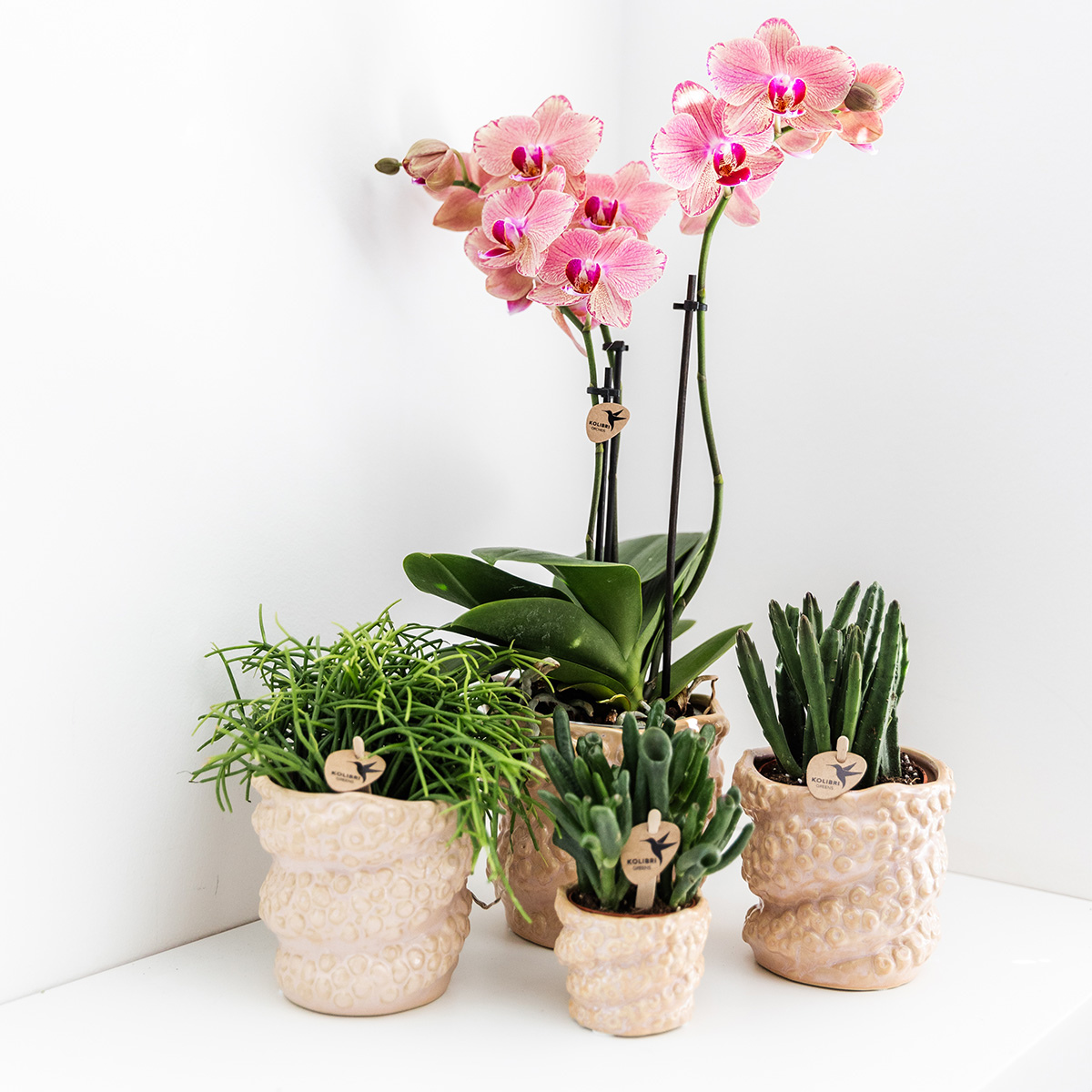 Kolibri Orchids | KOMBI-ANGEBOT von 4 Phalaenopsis-Orchideen - Pirate Picotee - Topfgröße Ø12cm | Blühende Zimmerpflanze - Frisch vom Züchter