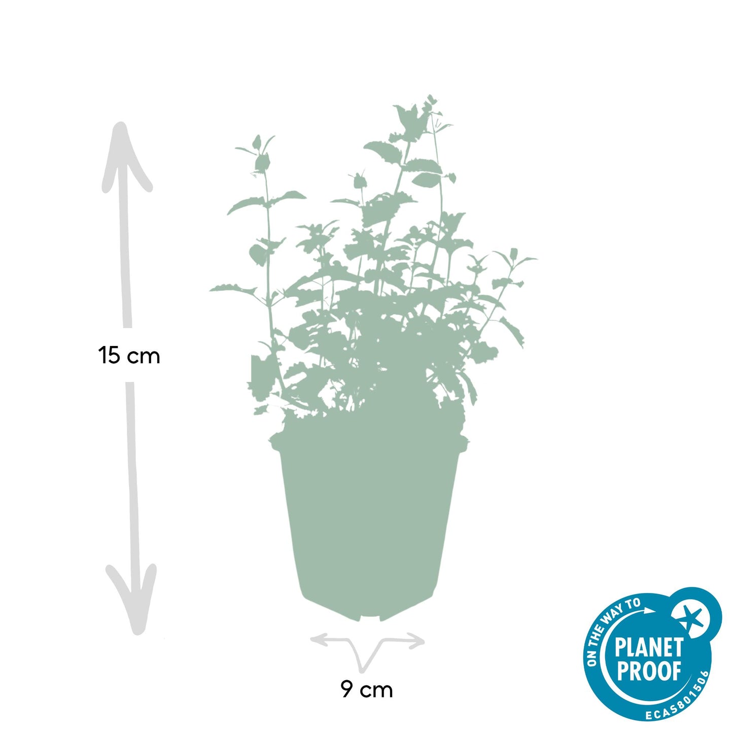 20x Nepeta 'Six Hills Giant' - ↕10-25cm - Ø9cm