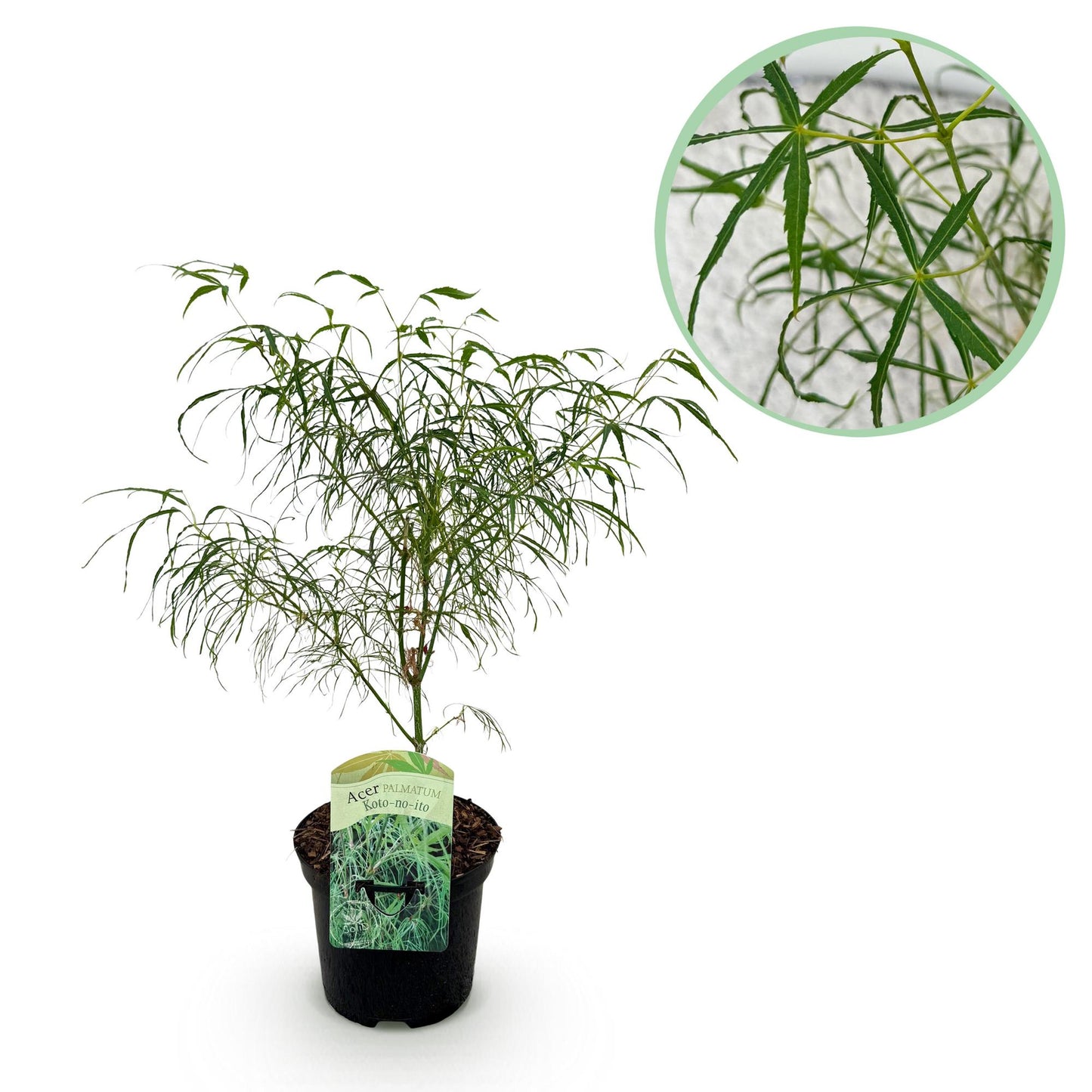 GreenboutiQ - Balkonpflanze - Japanischer Ahorn - Acer palmatum Koto-no-ito - Grün - 1 Pflanze - Laubabwerfend - Topf 19cm Höhe 70cm