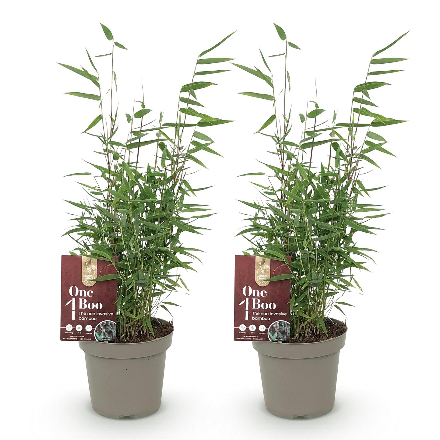 GreenboutiQ - Bambus - Fargesia Red Dragon - Grün - 2 Pflanzen - Immergrün - Nicht Ausbreitend - Topf 14cm Höhe 35cm