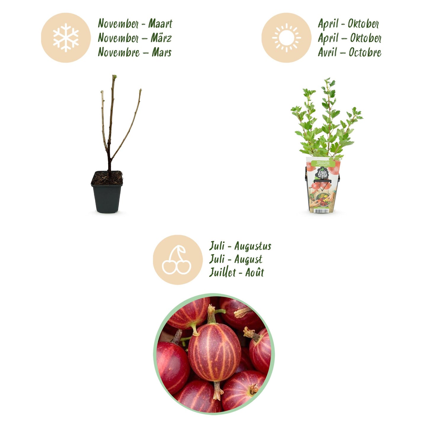 GreenboutiQ - Obstpflanzen - Jostabeere - Ribes uva-crispa Hinnonmaki Rod - Winterhart - 6 Pflanzen - Topf 9 cm - Rote Johannisbeere