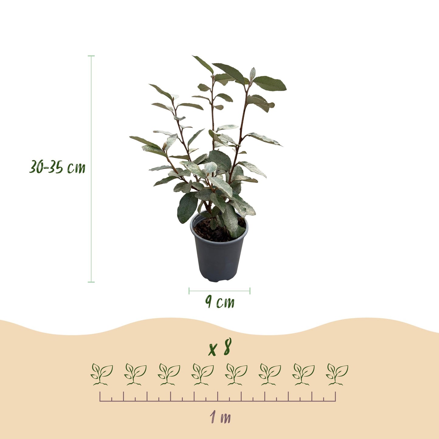 GreenboutiQ - Heckenpflanzen - Eleagnus ebbingei Compacta - Blatt Grau - 8 Pflanzen - 1 Laufende Meter - Immergrün - Topf 9cm Höhe 30-35cm
