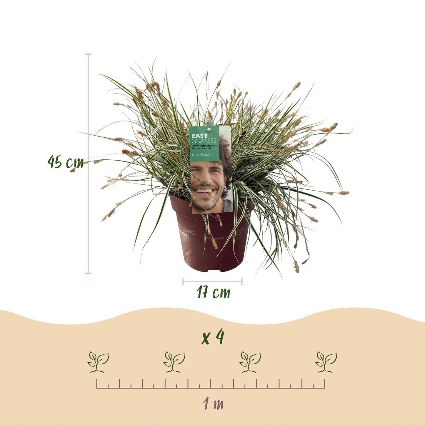 Green boutiQ - Ziergräser - Carex oshimensis Everest - Weiß und Grün - 2 Pflanzen - Immergrün - Wenig Pflege - Topf 17cm Höhe 50cm