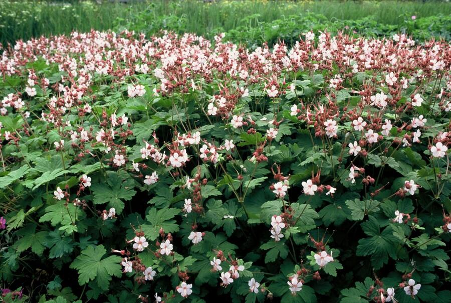 60x Geranium macr. 'Spessart' - ↕10-25cm - Ø9cm