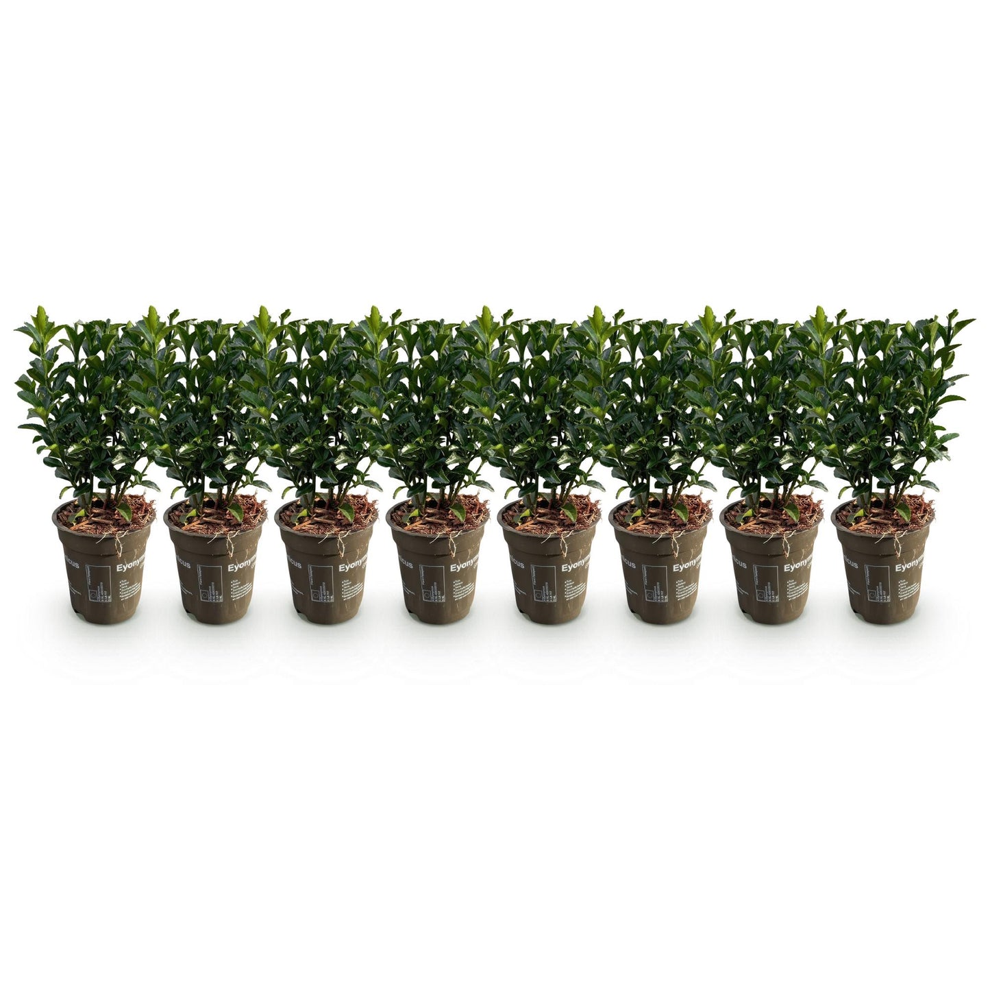 GreenboutiQ - Heckenpflanzen - Euonymus japonica Green Spire - Blatt grün - 8 Pflanzen - 1 laufender Meter - immergrün - Topf 9cm Höhe 20-25cm