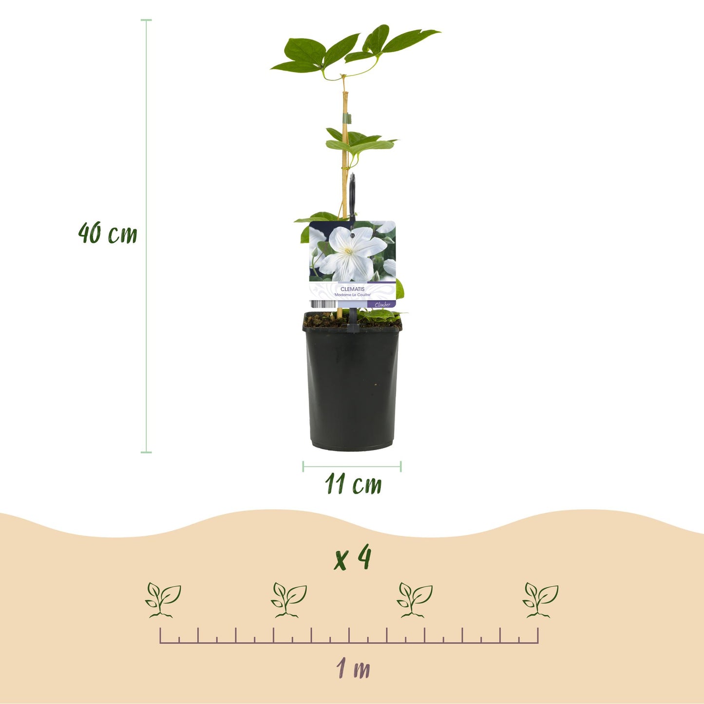 GreenboutiQ - Kletterpflanze - Clematis Madame Le Coultre - blühend weiß - Wenig Pflege - 2 Pflanzen - Topf 11cm Höhe 40cm
