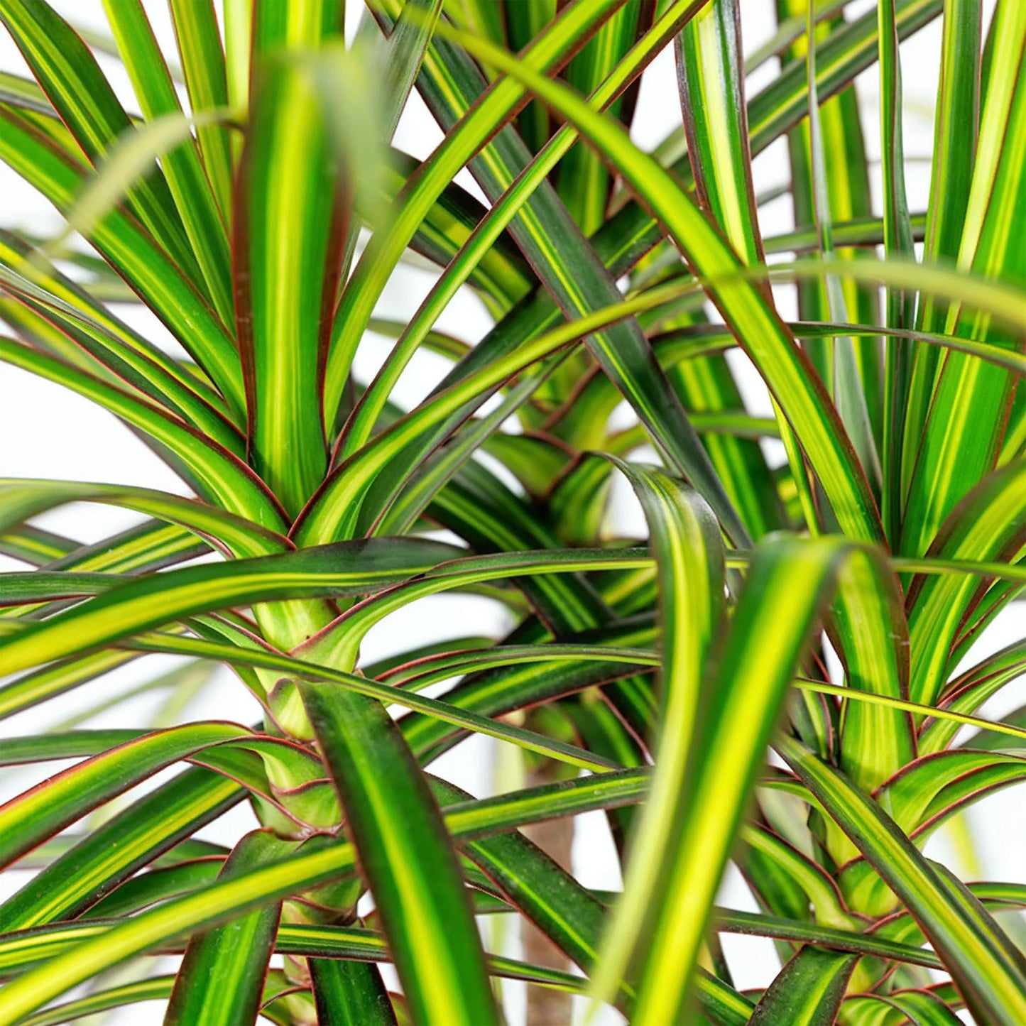 Green boutiQ - Zimmerpflanzen - Dracaena Sunray - Drachenbaum - Wenig Pflege - mit Korb - Grün - Gelb - 1 Pflanze - Topf 17cm - Höhe 70-75cm