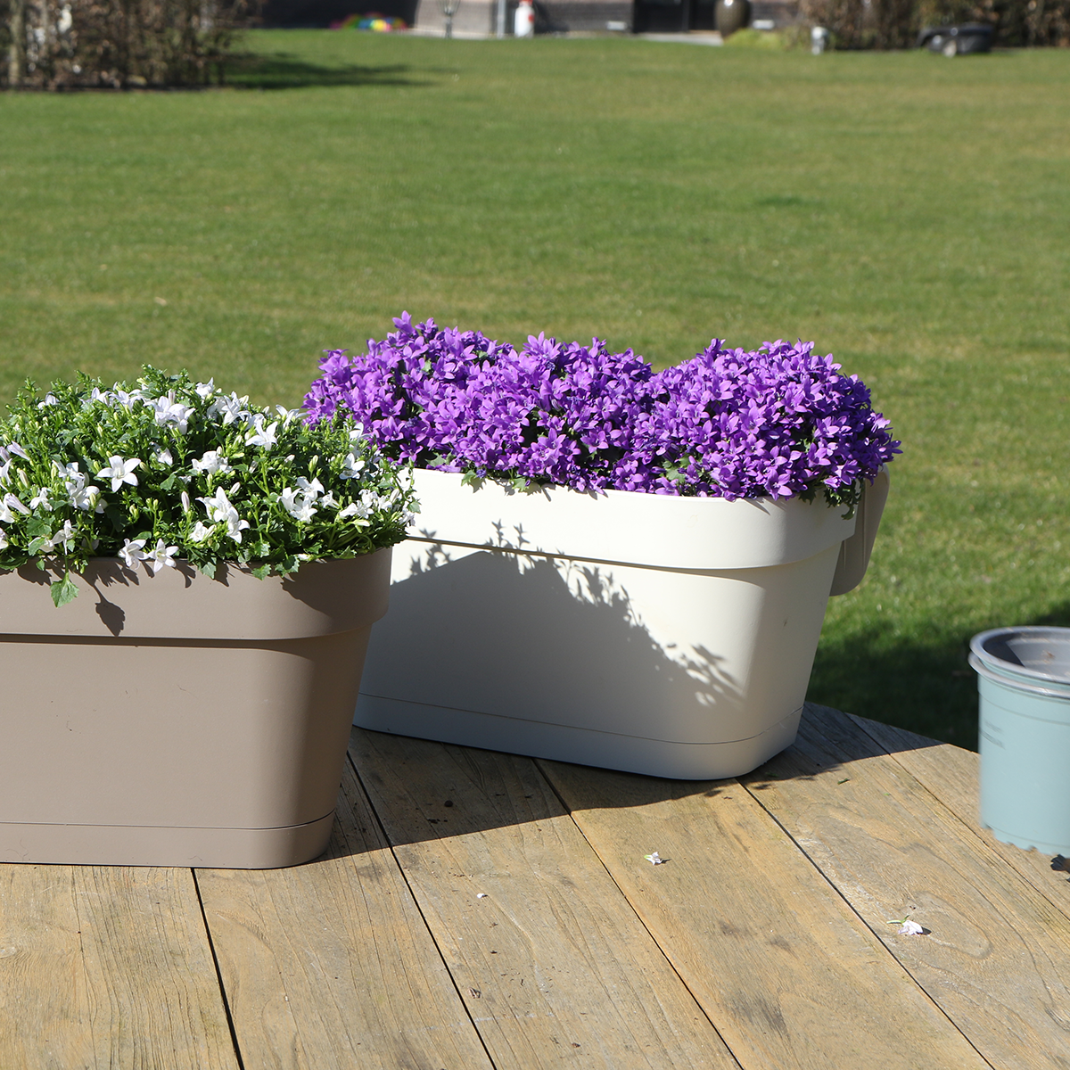 Campanula Addenda Ambella Intensives Violett - Balkonpflanzer weiß mit 3 Campanula-Töpfen Größe 12cm - Inkl. Aufhängesystem - Glockenblume violett - Stauden - Gartenpflanzen