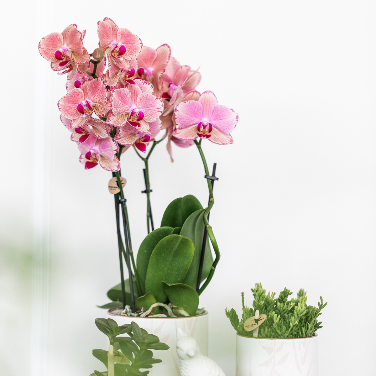 Kolibri Orchids | KOMBI-ANGEBOT von 4 Phalaenopsis-Orchideen - Pirate Picotee - Topfgröße Ø12cm | Blühende Zimmerpflanze - Frisch vom Züchter