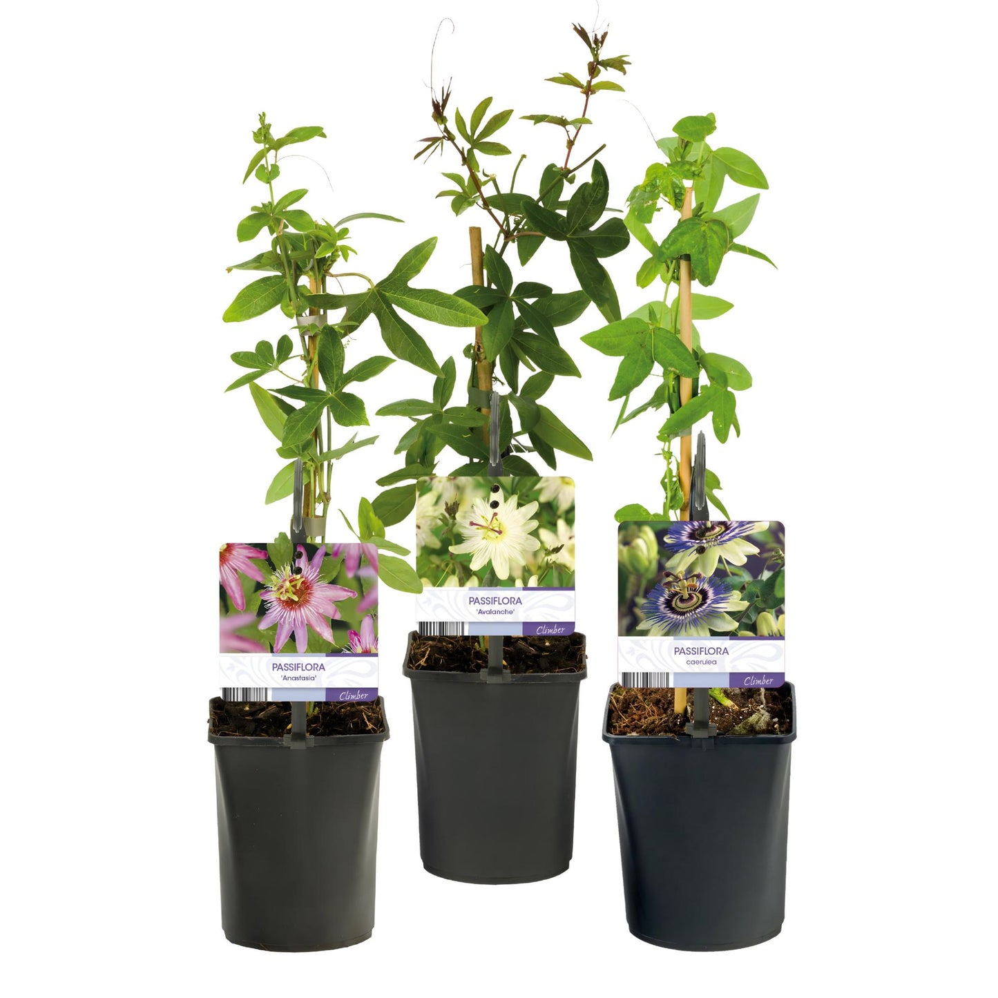 GreenboutiQ - Passionsblume - Passiflora Tricolour - Blüte Rosa Weiß Lila - Wenig Pflege - 3 Pflanzen - Topf 11cm Höhe 40cm