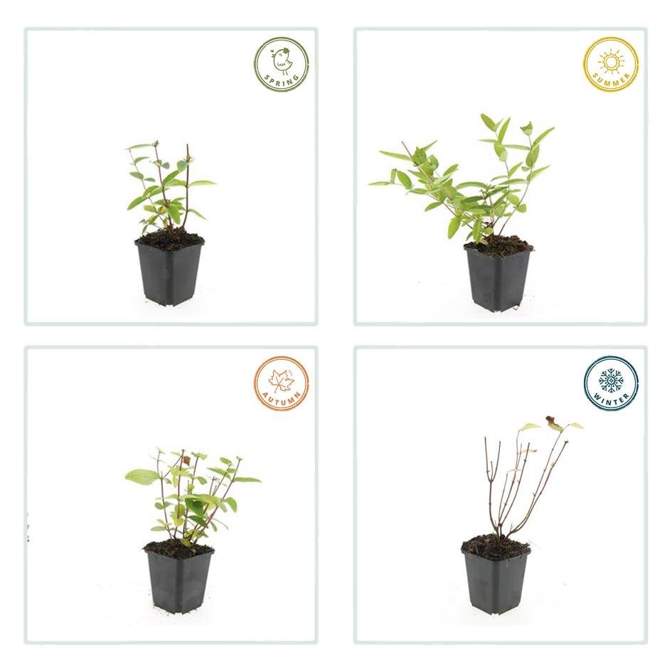 40x Hypericum inodorum 'Annebel' - ↕10-25cm - Ø9cm
