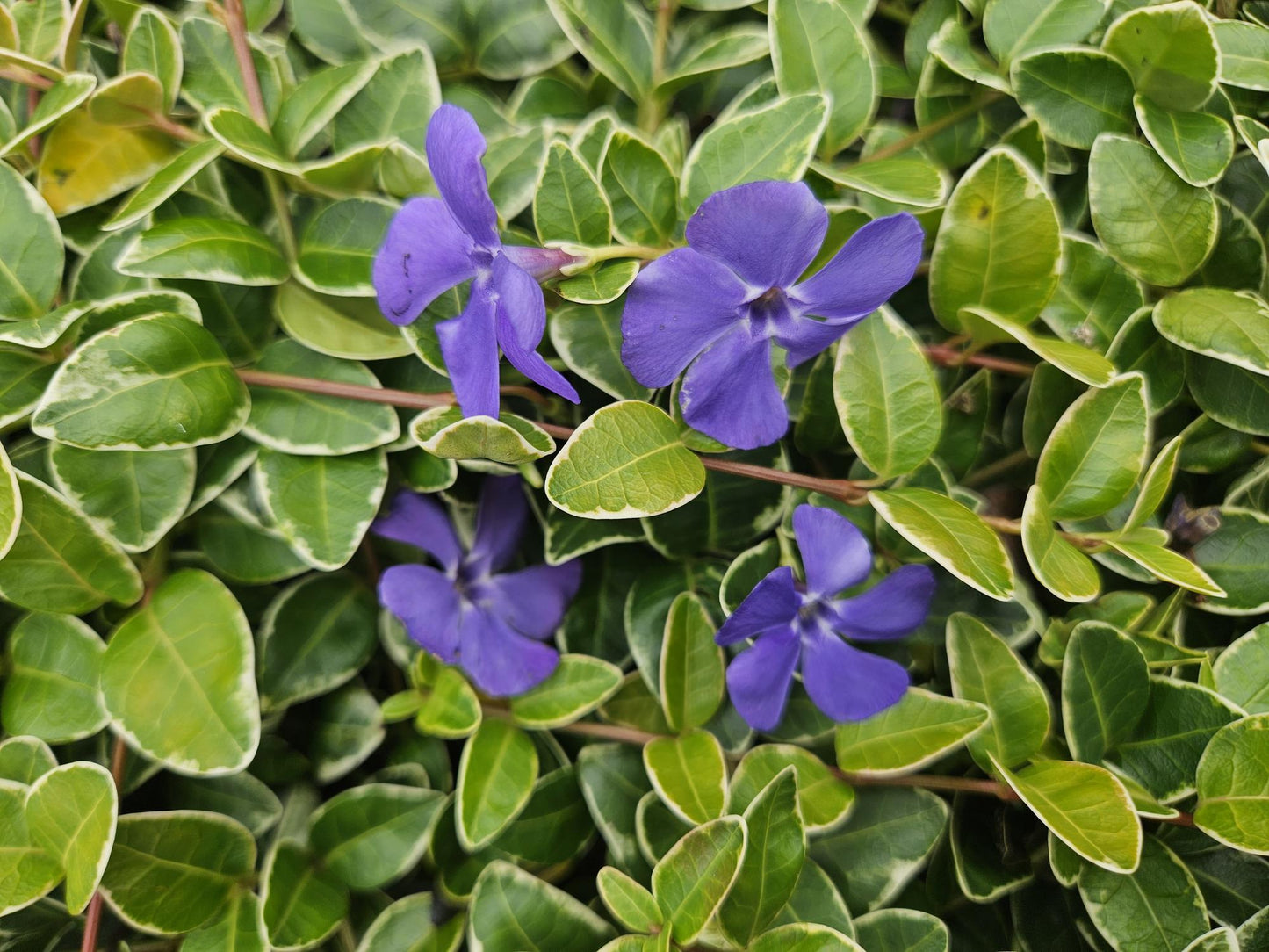20x Vinca minor 'Ralph Shugert' - ↕10-25cm - Ø9cm