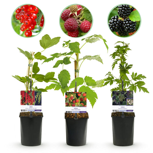 GreenboutiQ - Obstpflanzenmix - Rote Johannisbeere, Rote Himbeere, Schwarze Brombeere - 3 Pflanzen - Topf 11cm Höhe 40cm