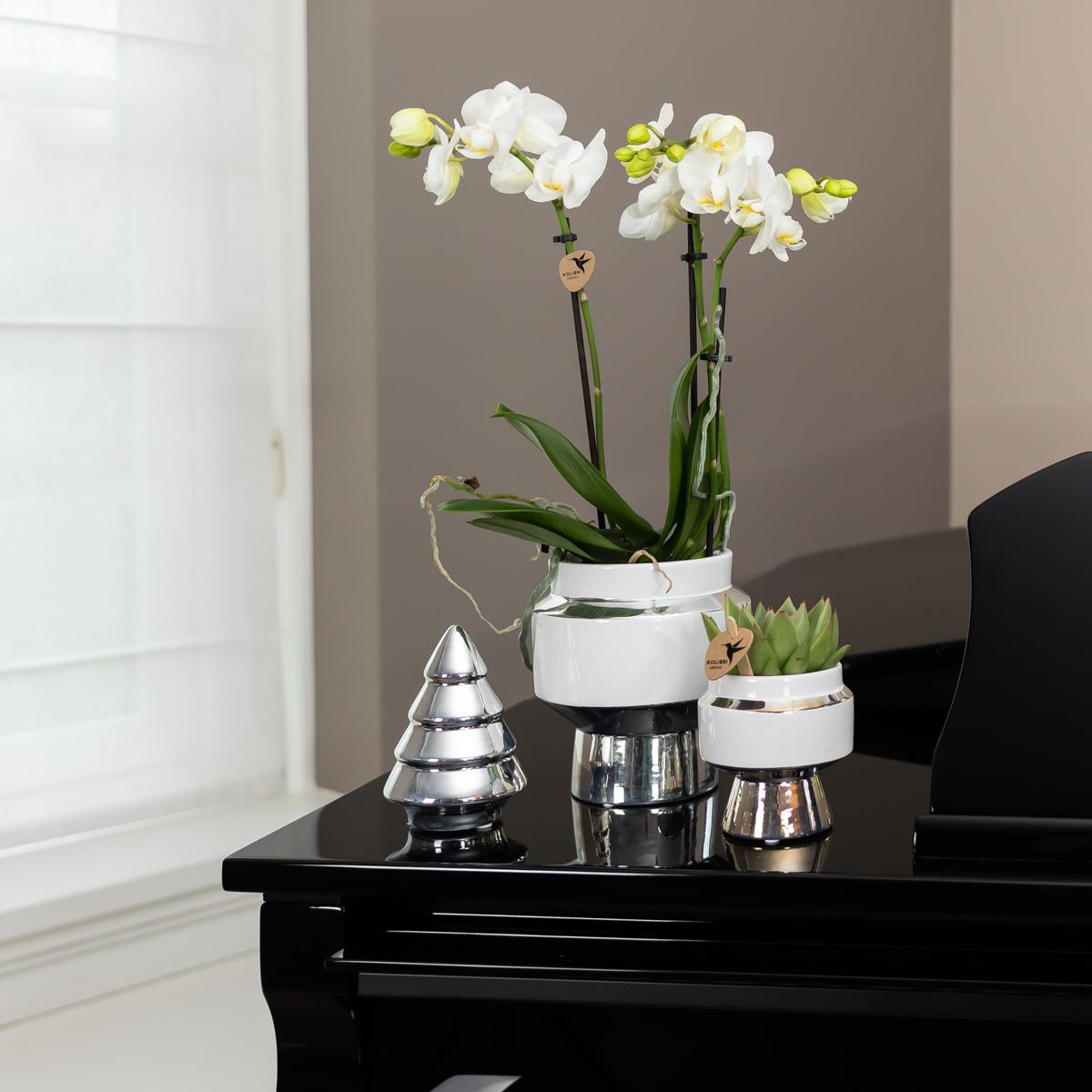 Kolibri Orchids | Weiße Phalaenopsis Orchidee - Amabilis + Le Chic Deko-Topf silber - Topfgröße Ø9cm - 40cm hoch | blühende Zimmerpflanze im Blumentopf - frisch vom Züchter