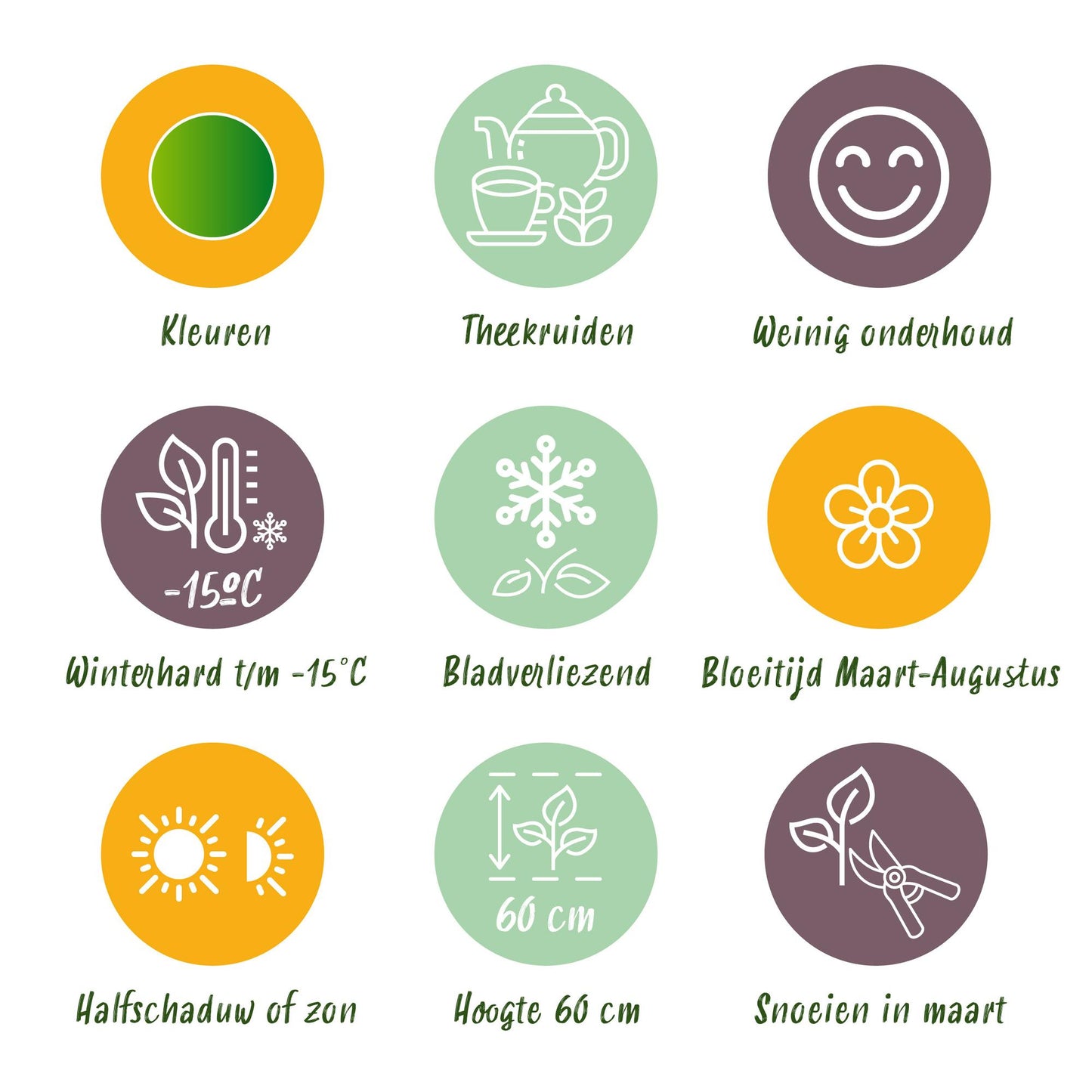 GreenboutiQ - Staudenpaket - Kräutertee - 8 Stauden - Für 1 m2 - Verschiedene Farben - Wenig Pflege - Topf 11cm