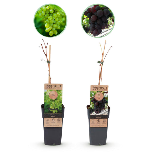 GreenboutiQ - Obstpflanze - Lila & Weiße Traube - Vitis vinifera Vanessa & Himrod - Kernlos - 2 Pflanzen - Topf 15cm Höhe 50cm