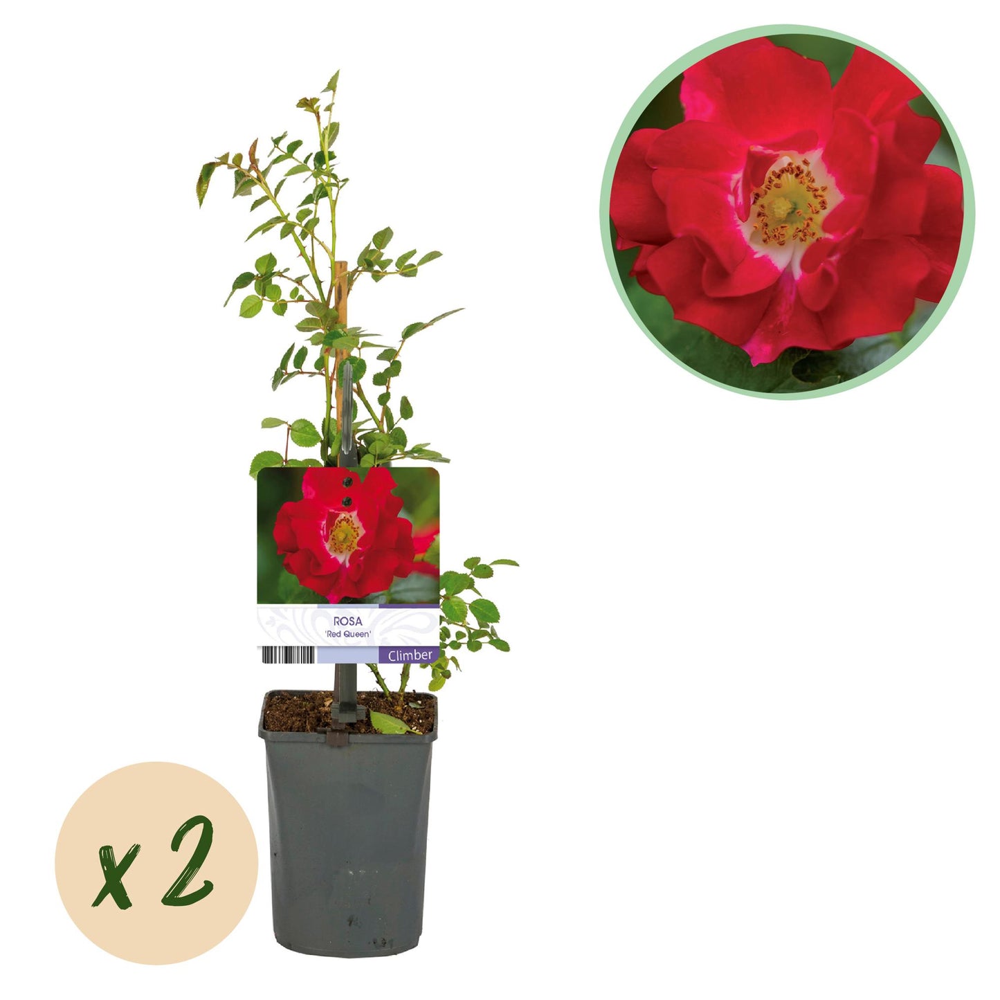 GreenboutiQ - Kletterrose - Rosa Red Queen - Blüte Rot - Geringer Pflegeaufwand - 2 Pflanzen - Topf 11cm Höhe 40cm
