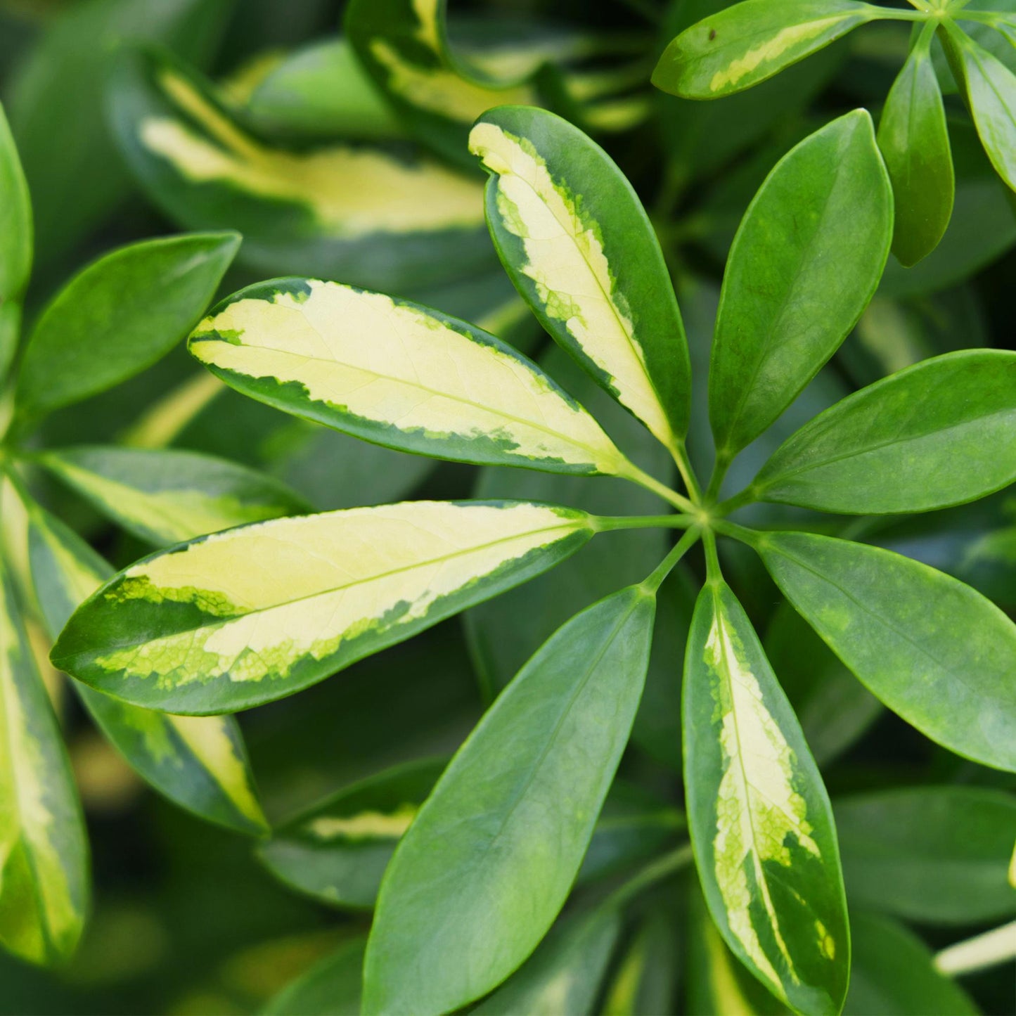 Green boutiQ - Zimmerpflanzen - Schefflera Gold Capelle - Fingerbaum - Wenig Pflege - Grün - Gold - 1 Pflanze - Topf 21cm - Höhe 70-81cm