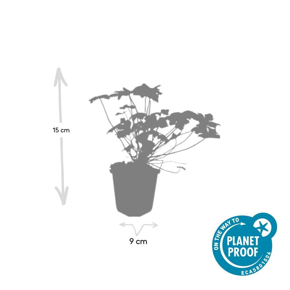 40x Geranium 'Tiny Monster' - ↕10-25cm - Ø9cm